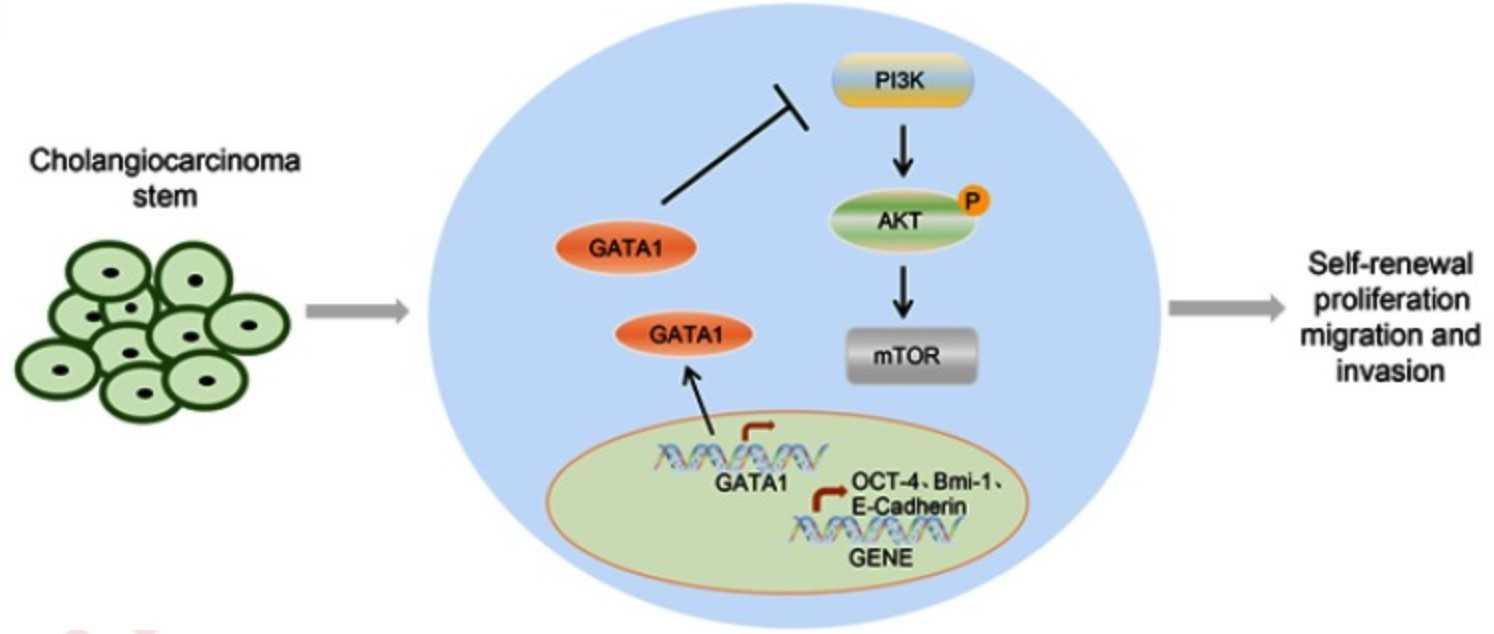 Mechanism map of GATA1 in CCA stem cells.jpg